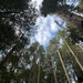 Mighty Redwoods by pirish