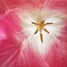 Pink Tulip by jnewbio