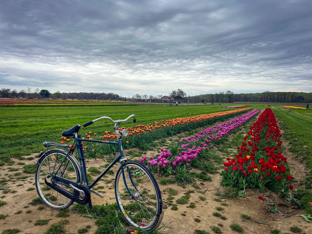 Holland Tulip Farm Bike by pdulis