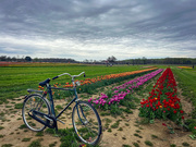 20th Apr 2024 - Holland Tulip Farm Bike