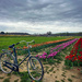 Holland Tulip Farm Bike
