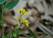 15th Apr 2024 - Butterweed 