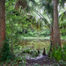 The pond at Burden Botanical Garden by eudora