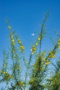 19th Apr 2024 - 4 19  Palo Verde branches wiht the Moon