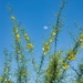 4 19  Palo Verde branches wiht the Moon by sandlily