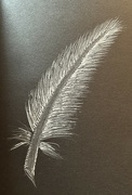 28th Mar 2024 - White feather 