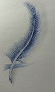 17th Mar 2024 - Blue feather 