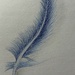 Blue feather 