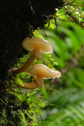 17th Apr 2024 - Fungi season is in full swing 