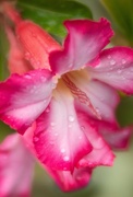 21st Apr 2024 - Desert Rose in the Rain