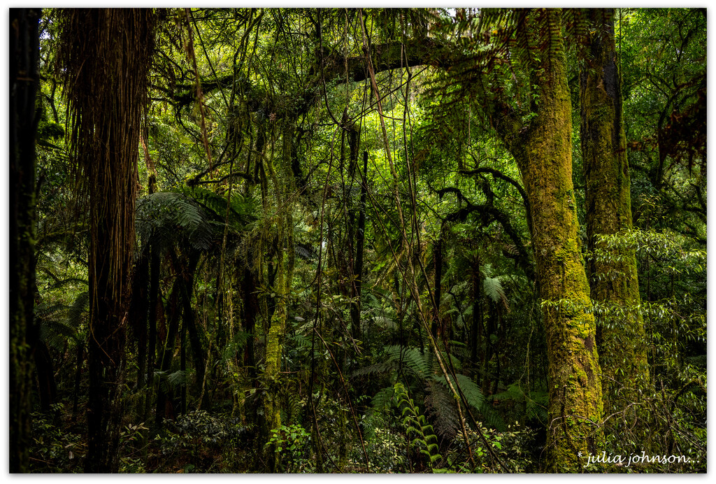 Magic world.. NZ Native bush by julzmaioro