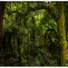 Magic world.. NZ Native bush by julzmaioro