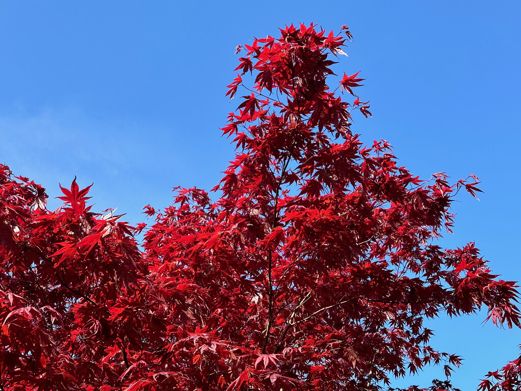 Blue Sky, Red Leaves by 365projectmaxine