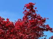 20th Apr 2024 - Blue Sky, Red Leaves