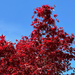 Blue Sky, Red Leaves