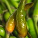 Chillies by cocokinetic