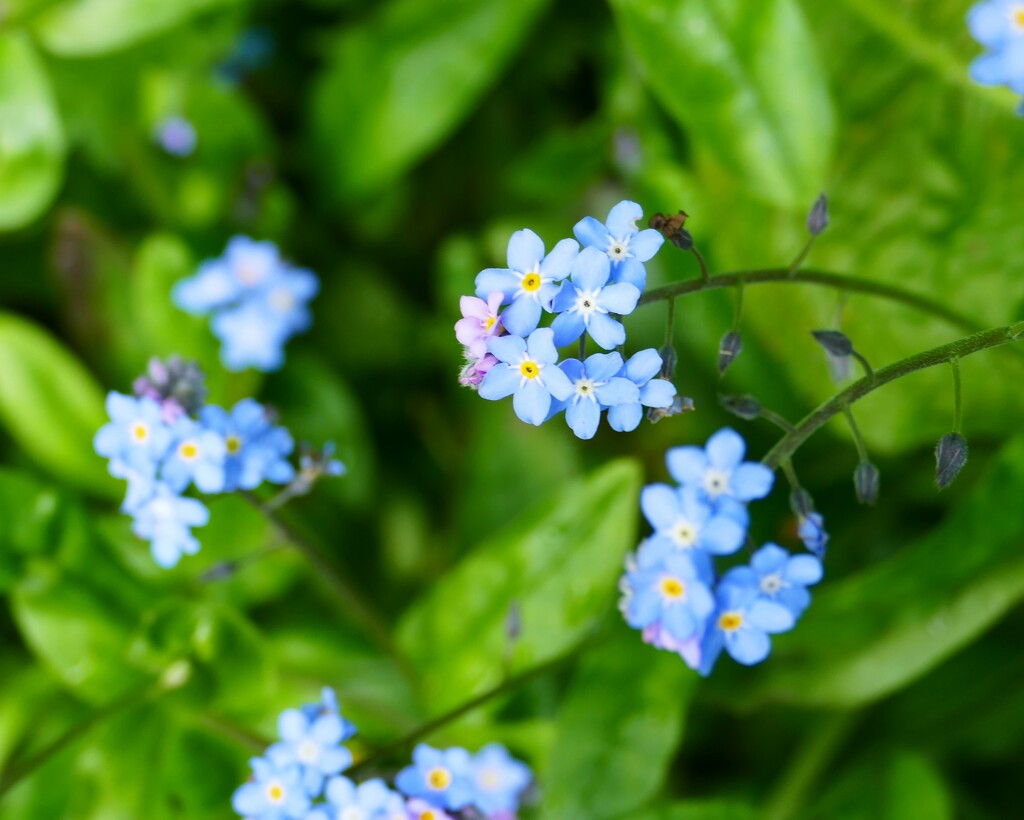 woodland forget-me-nots by cam365pix
