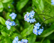 20th Apr 2024 - woodland forget-me-nots