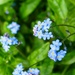 woodland forget-me-nots
