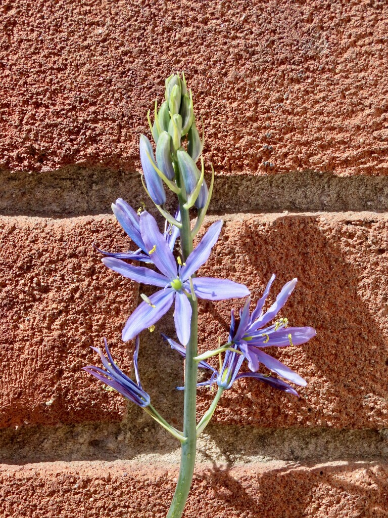 Camassia  by orchid99