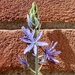 Camassia  by orchid99