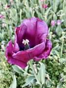20th Apr 2024 - Tulip garden I