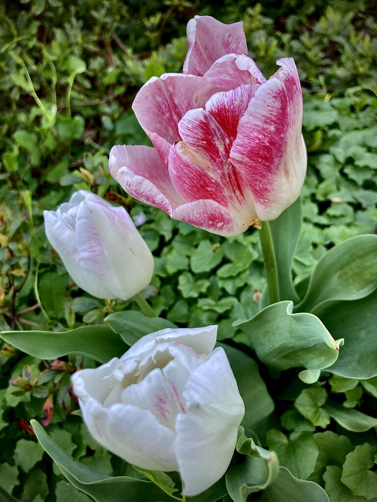 Tulip Garden II by jgcapizzi