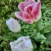 Tulip Garden II