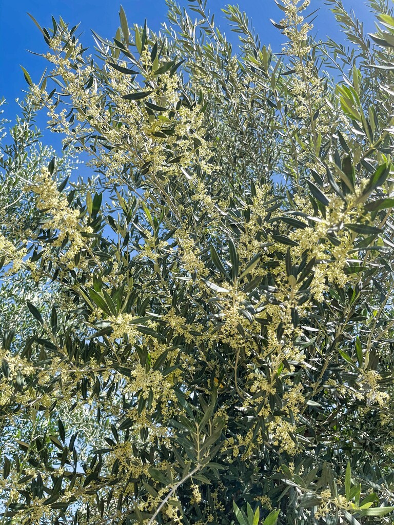 4 20 Brances of an Olive Tree by sandlily