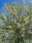 20th Apr 2024 - 4 20 Brances of an Olive Tree
