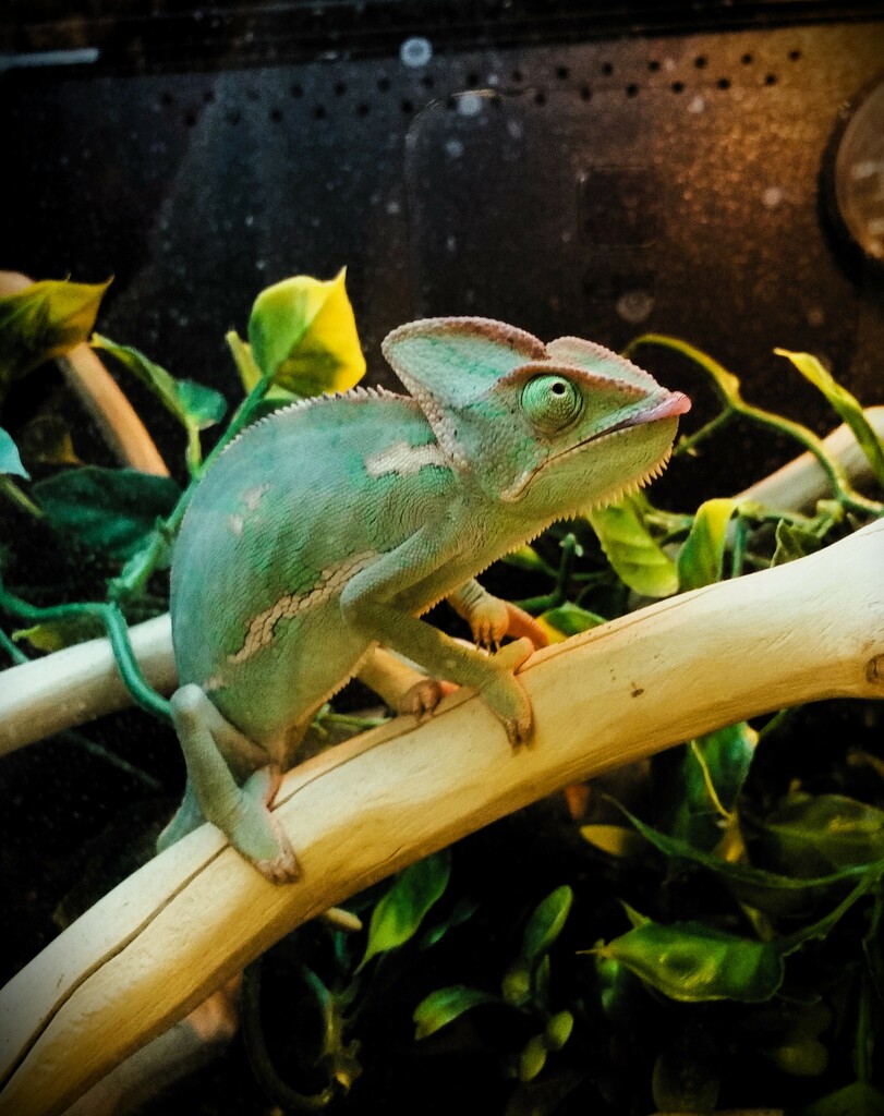 Chameleon by photohoot