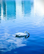 21st Apr 2024 - Swan Lake