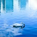 Swan Lake by photohoot