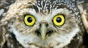 21st Apr 2024 - Burrowing Owl