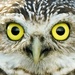 Burrowing Owl by photohoot