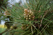 19th Apr 2024 - baby pinecones