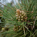 baby pinecones by parisouailleurs