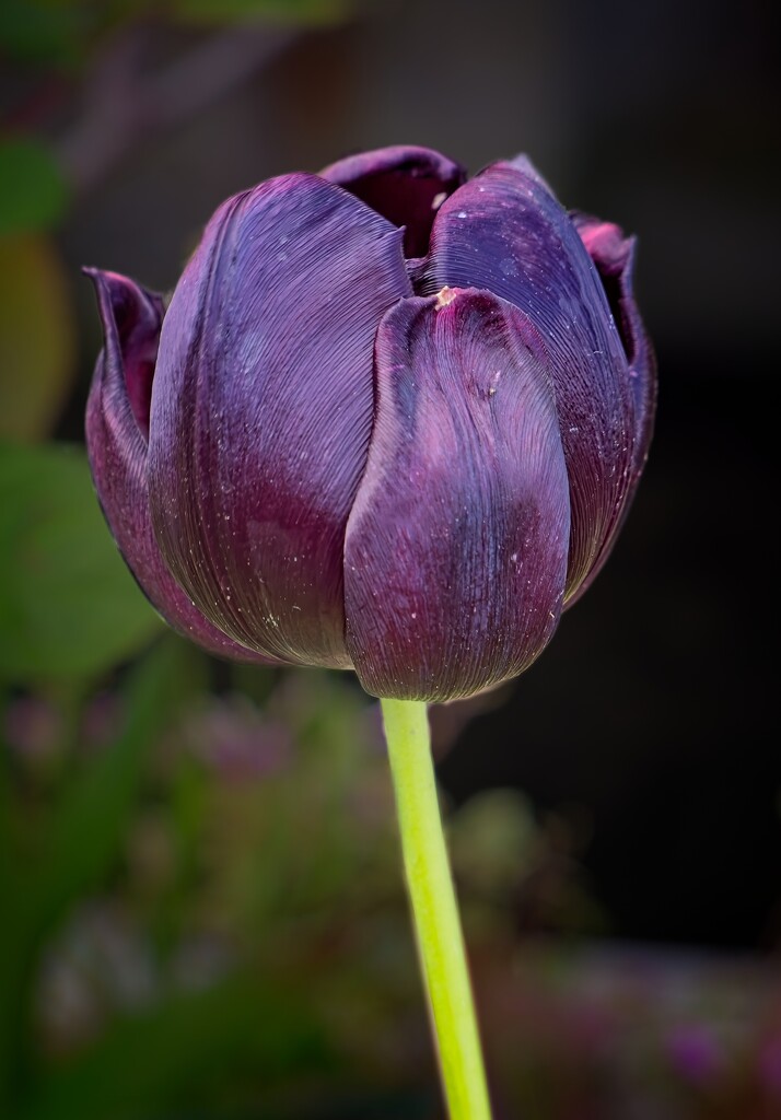 Black Tulip by billyboy