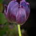 Black Tulip by billyboy