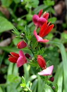 21st Apr 2024 - Cytisus Flowers
