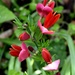 Cytisus Flowers by arkensiel
