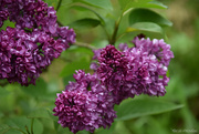18th Apr 2024 - Lilac