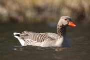 21st Apr 2024 - Greylag goose