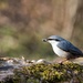 Wood nuthatch by okvalle