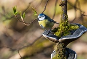 21st Apr 2024 - Blue tit