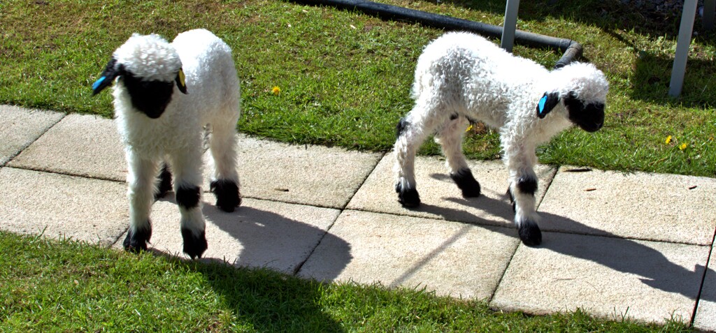 Valais Blacknose lambs by ollyfran