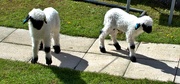 21st Apr 2024 - Valais Blacknose lambs