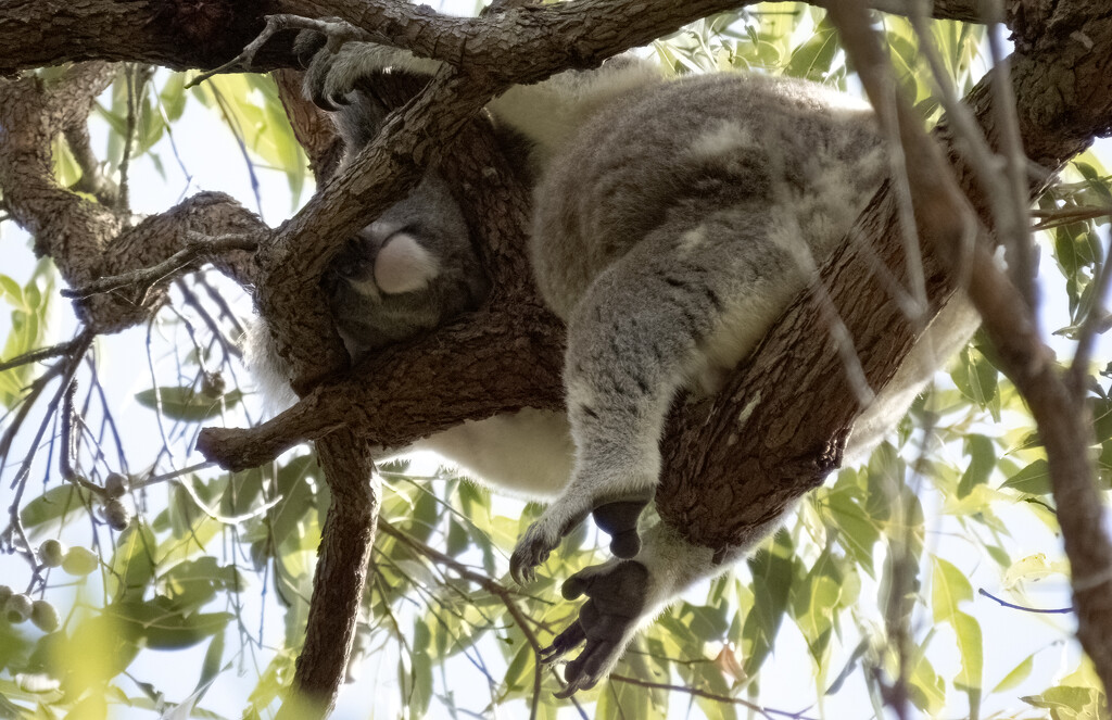 Hiding in plain sight lesson 101 by koalagardens