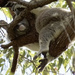 Hiding in plain sight lesson 101 by koalagardens
