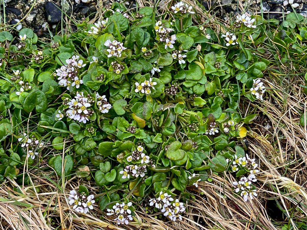 Danish Scurvey Grass by lifeat60degrees